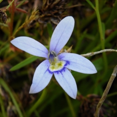 Isotoma fluviatilis subsp. australis (Swamp Isotome) at Throsby, ACT - 14 Dec 2021 by JohnBundock