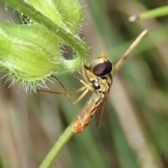 Sphaerophoria macrogaster (Hover Fly) at Mount Painter - 6 Dec 2021 by CathB