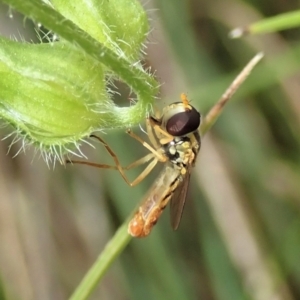 Sphaerophoria macrogaster at Cook, ACT - 6 Dec 2021