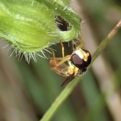 Sphaerophoria macrogaster at Cook, ACT - 6 Dec 2021