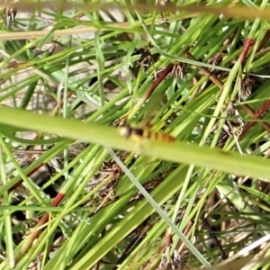 Sphaerophoria macrogaster at Cook, ACT - 6 Dec 2021