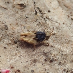 Tetrigidae (family) (Pygmy grasshopper) at Cook, ACT - 6 Dec 2021 by CathB