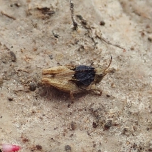 Tetrigidae (family) at Cook, ACT - 6 Dec 2021 11:26 AM