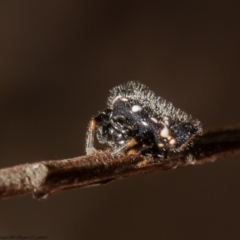 Austracantha minax (Christmas Spider, Jewel Spider) at Molonglo Valley, ACT - 15 Dec 2021 by Roger