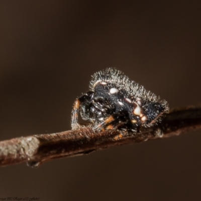 Austracantha minax (Christmas Spider, Jewel Spider) at Molonglo Valley, ACT - 15 Dec 2021 by Roger