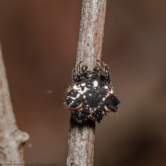 Austracantha minax at Molonglo Valley, ACT - 16 Dec 2021