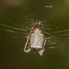 Plebs eburnus (Eastern bush orb-weaver) at Black Mountain - 15 Dec 2021 by Roger