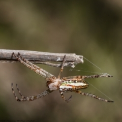 Plebs bradleyi (Enamelled spider) at Black Mountain - 16 Dec 2021 by Roger