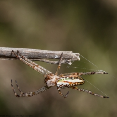 Plebs bradleyi (Enamelled spider) at Molonglo Valley, ACT - 16 Dec 2021 by Roger