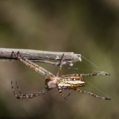 Plebs bradleyi (Enamelled spider) at Molonglo Valley, ACT - 16 Dec 2021 by Roger