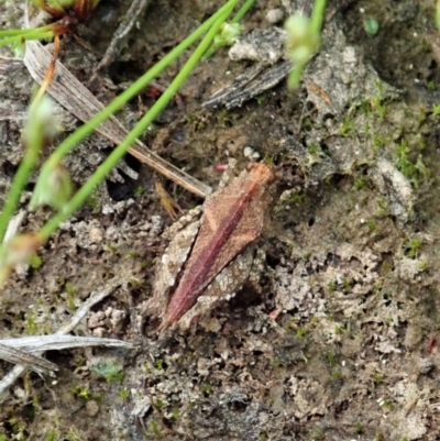 Tetrigidae (family) (Pygmy grasshopper) at Cook, ACT - 22 Oct 2021 by CathB