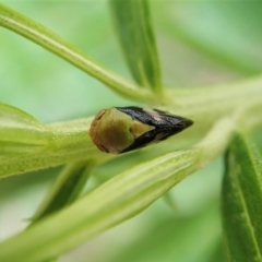 Chaetophyes compacta (Tube spittlebug) at Aranda Bushland - 28 Nov 2021 by CathB