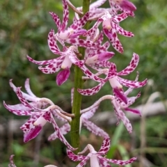 Dipodium variegatum (Blotched Hyacinth Orchid) at Lake Conjola, NSW - 16 Dec 2021 by Marchien