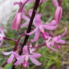 Dipodium roseum (Rosy hyacinth orchid) at Lake Conjola, NSW - 16 Dec 2021 by Marchien