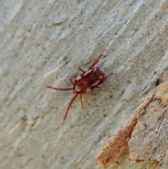 Acari (informal subclass) (Unidentified mite) at Cook, ACT - 1 Dec 2021 by CathB