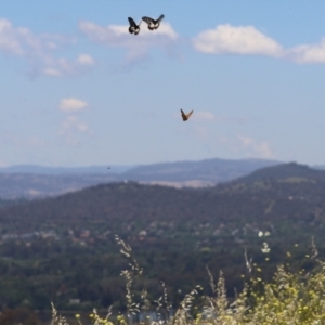 Papilio anactus at Cook, ACT - 13 Dec 2021 11:59 AM