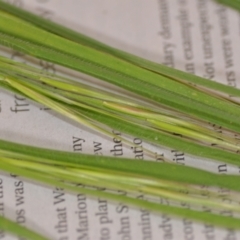 Unidentified Grass (TBC) at Wamboin, NSW - 22 Sep 2021 by natureguy