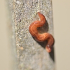 Fletchamia quinquelineata (Five-striped flatworm) at QPRC LGA - 25 Sep 2021 by natureguy