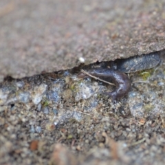Deroceras laeve (Marsh Slug) at QPRC LGA - 25 Sep 2021 by natureguy