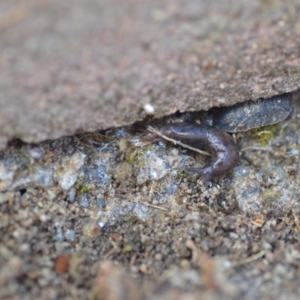 Deroceras laeve at Wamboin, NSW - 25 Sep 2021