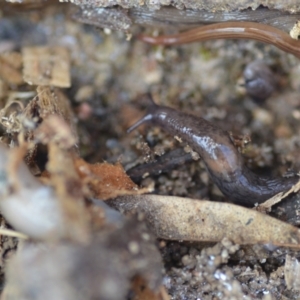 Deroceras laeve at Wamboin, NSW - 25 Sep 2021 05:04 PM