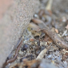 Deroceras reticulatum (Grey Field Slug) at QPRC LGA - 25 Sep 2021 by natureguy