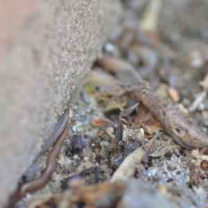 Deroceras reticulatum at Wamboin, NSW - 25 Sep 2021 05:06 PM