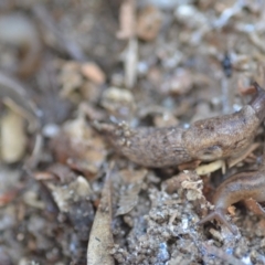 Deroceras reticulatum at Wamboin, NSW - 25 Sep 2021 05:06 PM