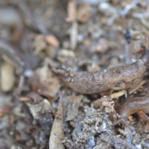 Deroceras reticulatum at Wamboin, NSW - 25 Sep 2021 05:06 PM