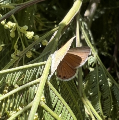 Nacaduba biocellata (Two-spotted Line-Blue) at Murrumbateman, NSW - 16 Dec 2021 by SimoneC