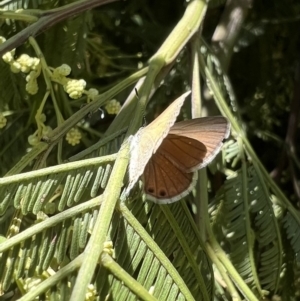 Nacaduba biocellata at Murrumbateman, NSW - 16 Dec 2021