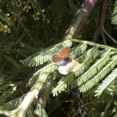 Nacaduba biocellata at Murrumbateman, NSW - 16 Dec 2021