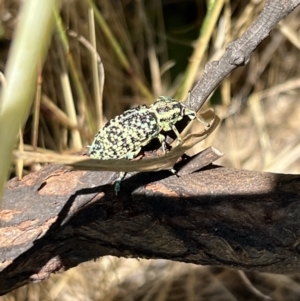 Chrysolopus spectabilis at Murrumbateman, NSW - 16 Dec 2021