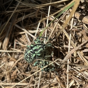 Chrysolopus spectabilis at Murrumbateman, NSW - 16 Dec 2021 03:33 PM