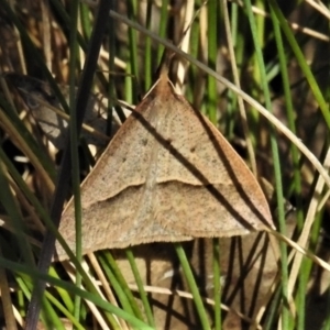 Epidesmia hypenaria at Cotter River, ACT - 15 Dec 2021 10:06 AM