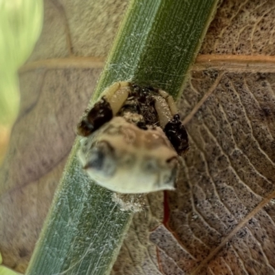 Celaenia excavata (Bird-dropping spider) at Murrumbateman, NSW - 16 Dec 2021 by SimoneC