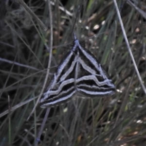 Dichromodes confluaria at Cotter River, ACT - 15 Dec 2021 10:39 AM