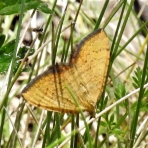 Chrysolarentia correlata at Cotter River, ACT - 15 Dec 2021 10:25 AM