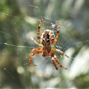 Araneus hamiltoni at Cotter River, ACT - 15 Dec 2021