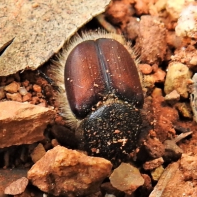 Bisallardiana gymnopleura (Brown flower chafer) at Namadgi National Park - 15 Dec 2021 by JohnBundock