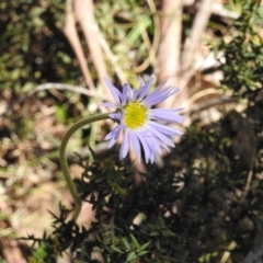 Brachyscome spathulata (Coarse Daisy, Spoon-leaved Daisy) at Cotter River, ACT - 14 Dec 2021 by JohnBundock