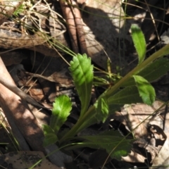 Brachyscome spathulata at Cotter River, ACT - 15 Dec 2021 10:20 AM