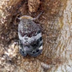 Platybrachys decemmacula (Green-faced gum hopper) at Bruce Ridge to Gossan Hill - 13 Dec 2021 by AlisonMilton