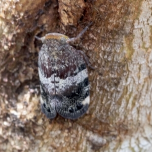 Platybrachys decemmacula at Bruce, ACT - 14 Dec 2021 10:59 AM