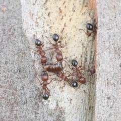 Podomyrma gratiosa (Muscleman tree ant) at Higgins, ACT - 3 Dec 2021 by AlisonMilton