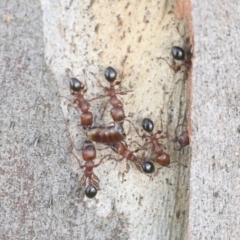 Podomyrma gratiosa (Muscleman tree ant) at Higgins, ACT - 4 Dec 2021 by AlisonMilton