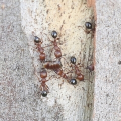 Podomyrma gratiosa at Higgins, ACT - 4 Dec 2021 07:44 AM