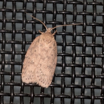 Garrha repandula (a Concealer Moth) at Higgins, ACT - 6 Dec 2021 by AlisonMilton
