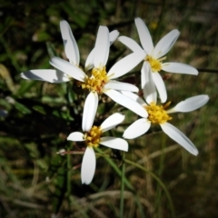 Olearia erubescens (Silky Daisybush) at Cotter River, ACT - 15 Dec 2021 by JohnBundock