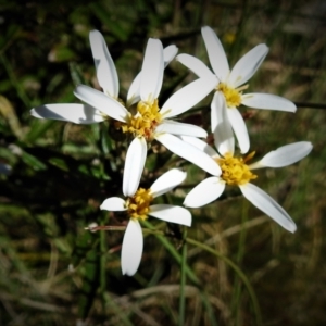 Olearia erubescens at Cotter River, ACT - 15 Dec 2021 10:05 AM